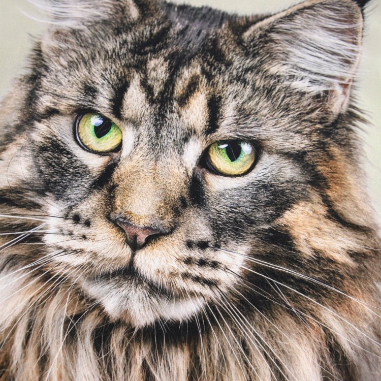 Фото 4 Футболка Roxo Cat (с котом) 132797 Molo 6W25A206-9654
